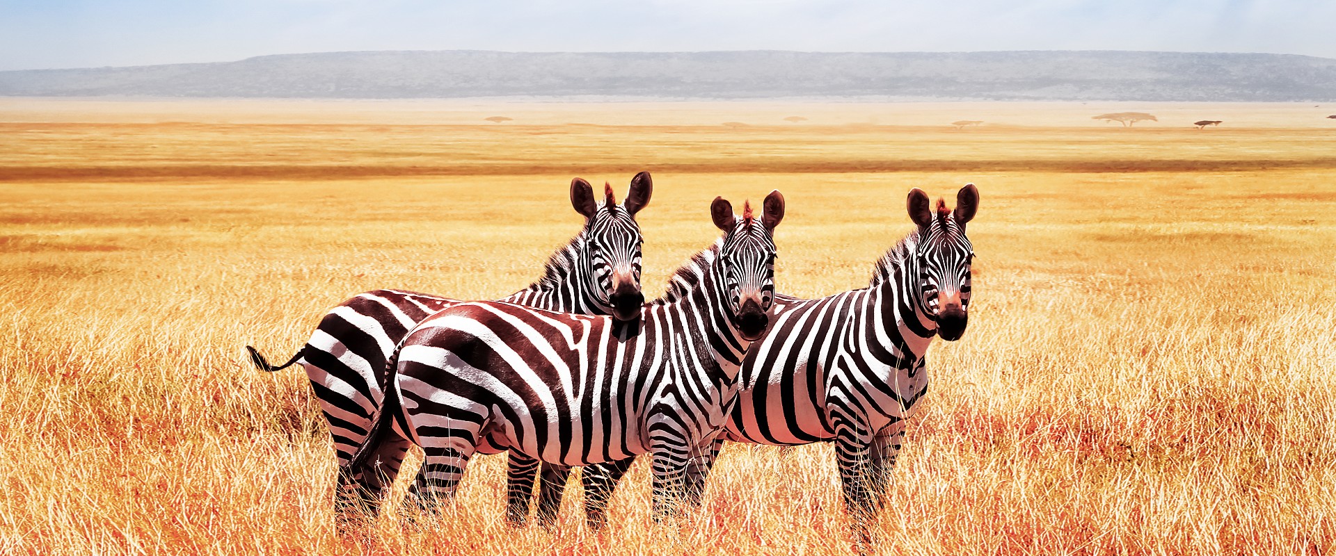 Organizzazione Safari Kenya | Safari Tsavo Est e Ovest | Safari Fotografico Kenya