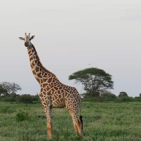Masai Mara safari discovery 2019