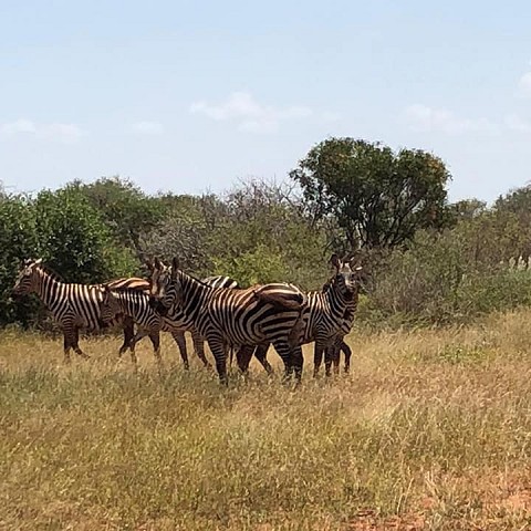 Masai Mara safari discovery 2019
