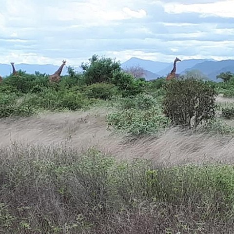 Tsavo Est e Amboseli