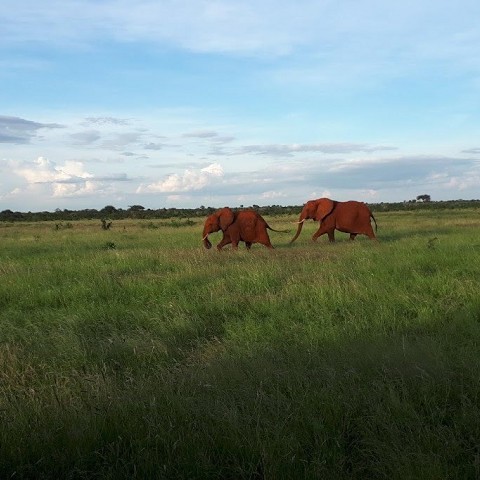 Tsavo Est e Amboseli