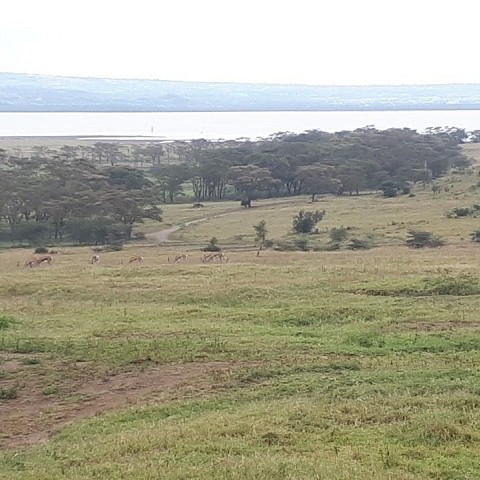 Masai Mara - Lago Nakuro - Amboseli - Tsavo Est - Tsavo Ovest