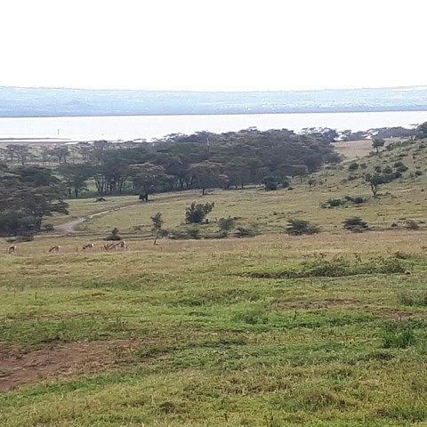 Masai Mara - Lago Nakuro - Amboseli - Tsavo Est - Tsavo Ovest